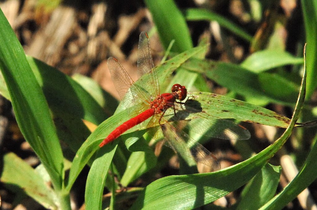 087 2007-12180592 Katherine, NT.JPG - Scarlet Percher (Diplacodes haematodes) Dragonfly. Katherine, NT, 12-18-2007